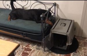 utilità del kennel