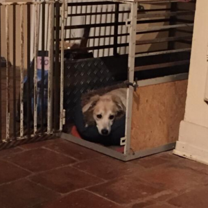 utilità del kennel