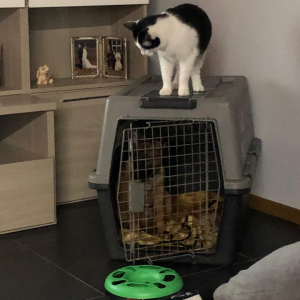 utilità del kennel