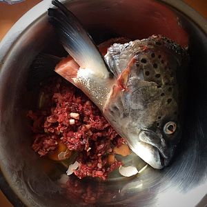 cane non mangia ciotola