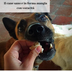cane non mangia