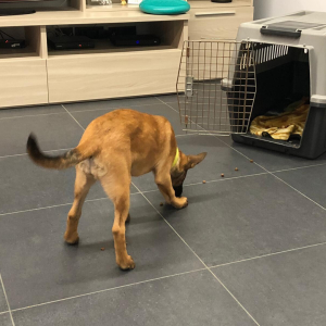Dentro al kennel boccone per boccone