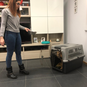 dentro al kennel con cibo