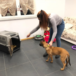 Dentro al kennel, inegna il comando