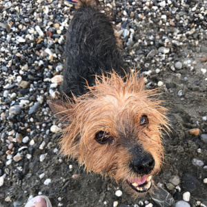 castrare il cane maschio
