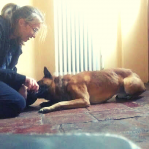 Insegnare il "bang" al cane