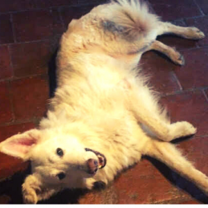 insegnare il bang al cane
