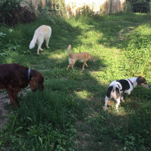 socializzazione nel cucciolo