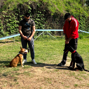 Aggressività nel cane, cos'è